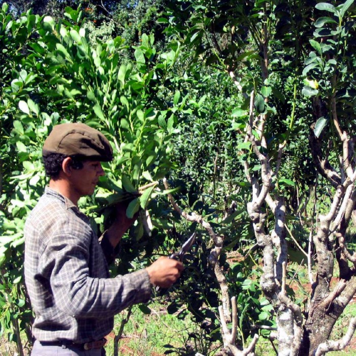 Yerba Mate + Comunidad Guarani